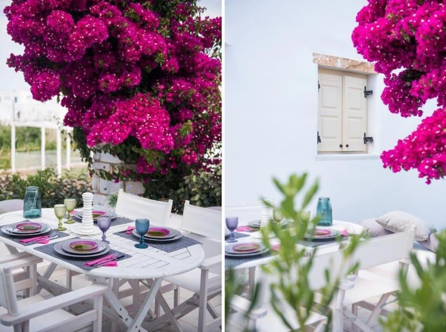 Nausithoe 1 Paros *